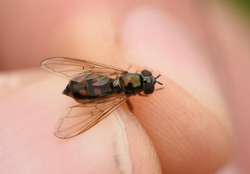 Melanostoma mellinum